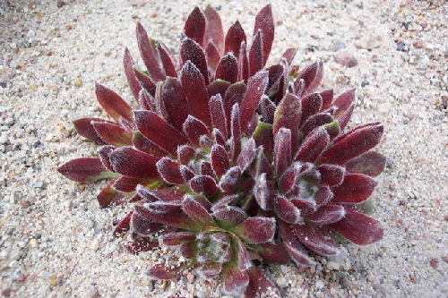 sempervivum arachnoideum f.rubin
